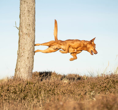 Powerful ginger mixed breed dog launching off a tree trunk, stretching through the air in an explosive parkour jump, showcasing canine strength, agility, and dynamic movement.