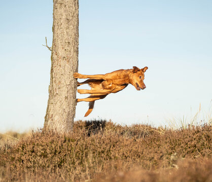 Ginger mixed breed dog performing a dynamic parkour jump on a tree trunk, showcasing how nature can become a natural playground for canine enrichment, exercise, and exploration.