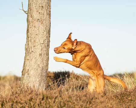 Ginger mixed breed dog leaping onto a tree trunk during a dog parkour session, showcasing canine agility, athleticism, and natural movement while exploring outdoor obstacles.