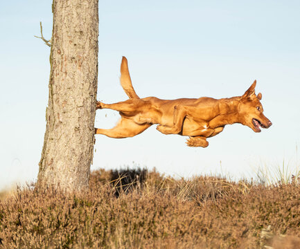 Powerful ginger mixed breed dog launching off a tree trunk during a parkour jump, showcasing the agility, strength, and dynamic movement of a large dog.
