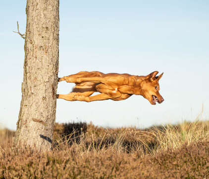 Ginger-colored mixed breed dog captured mid-air during a dynamic dog parkour maneuver, pushing off a tree while twisting its body horizontally through the air. 