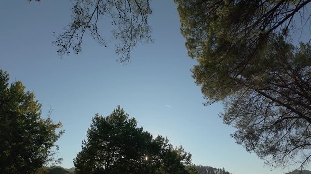 Static shot of of tree canopies and a plane in the sky