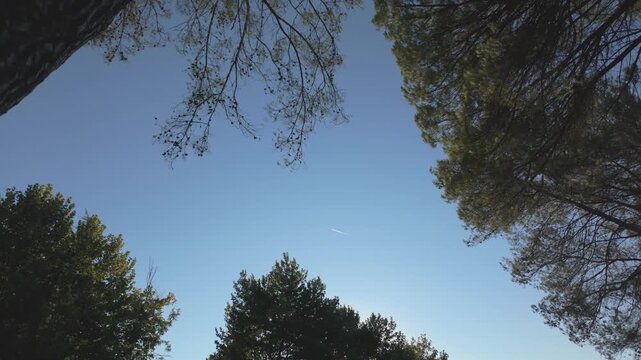 A slow handheld pan shot of plane and tree canopies