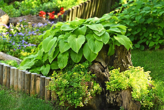 Driftwoodm, Hosta Guacomole and sedum in flowerbed