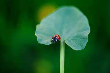 Macro photo of a red ladybug sitting on a broad green leaf against soft blurred background © Alina Zakovyrko
