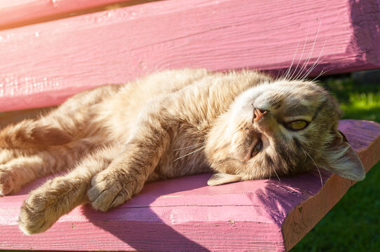 Domestic cute cat crossing its paws and resting its head on a wooden bench outdoors. Close-up of the green eyes and whiskers of the relaxed feline in warm sunlight