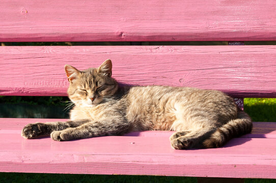 Tabby cat sleeping stretched out on a pink wooden bench. The relaxed pet lying in full body view under bright sunlight outdoors