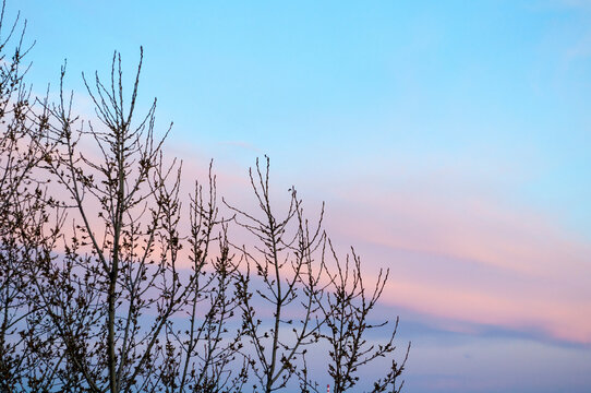 Nature background. Bare tree branches silhouetted against a soft pink and blue sky. Thin twigs and open copy space in the twilight atmosphere above the horizon