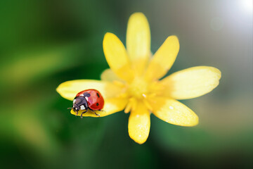 Red ladybug sitting on yellow ficaria verna petal with green background    © Alina Zakovyrko