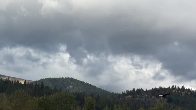 Eagle flies off from it perch on a cloudy day in Western Montana by the Bitterroot River