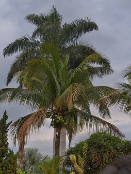 Coqueiro