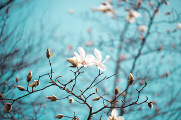 White magnolia flowers blooming on tree branches against bright turquoise blue sky © Alina Zakovyrko