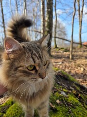 portrait of a cat © Sarah