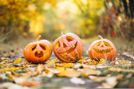 Three Carved Halloween Jack-o'-Lantern Pumpkins with Funny Expressive Faces outdoors on Autumn Leaves