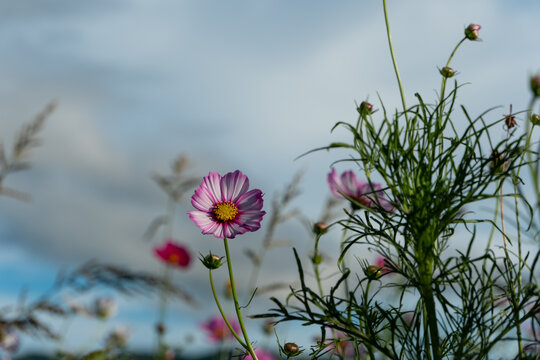 Close up of vibrant pink cosmos flower blooming under autumn sky with copy space for nature background and seasonal web banner template