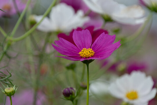 Close up of vibrant dark pink cosmos flower blooming in field for autumn nature background and web banner design template