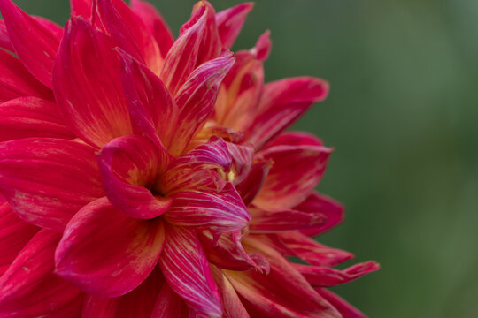 Close up of rich red and gold dahlia flower blooming in autumn light for nature background and banner design template