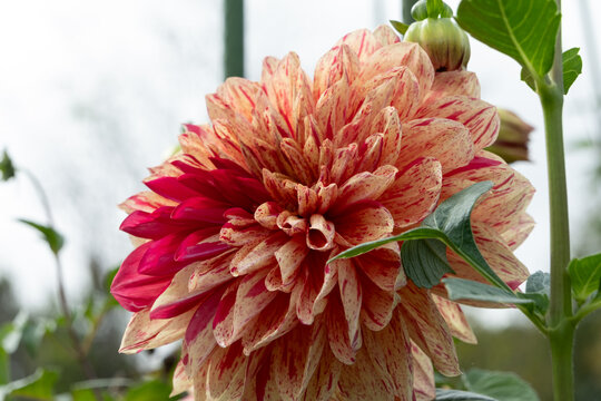 Close up of vibrant pink and red patterned dahlia flower blooming in autumn garden for nature background and web banner design template