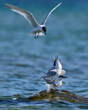 Sandwich tern (Thalasseus sandvicensis)