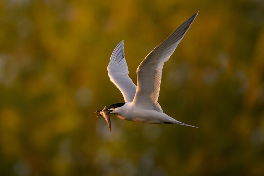 Sandwich tern (Thalasseus sandvicensis)