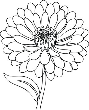 Minimalist continuous line of a large zinnia flower with many petals and a single leaf on a clean white background