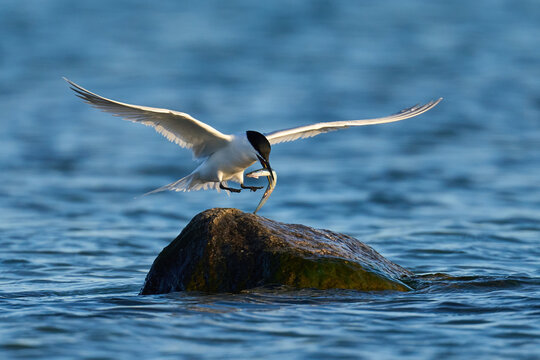 Sandwich tern (Thalasseus sandvicensis)