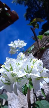 Primavera 