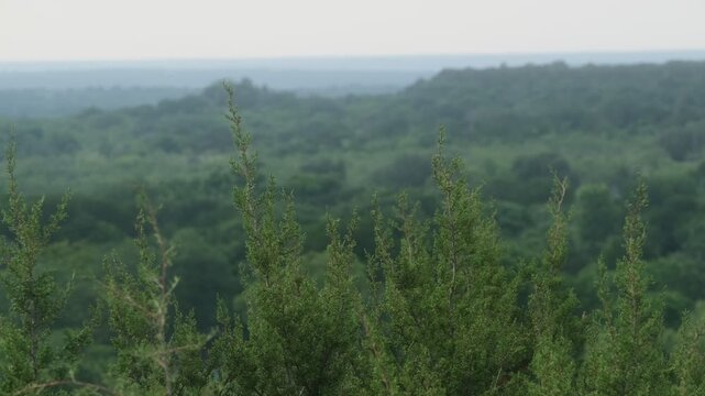 Hills in Erath County Texas landscape with Juniper Trees