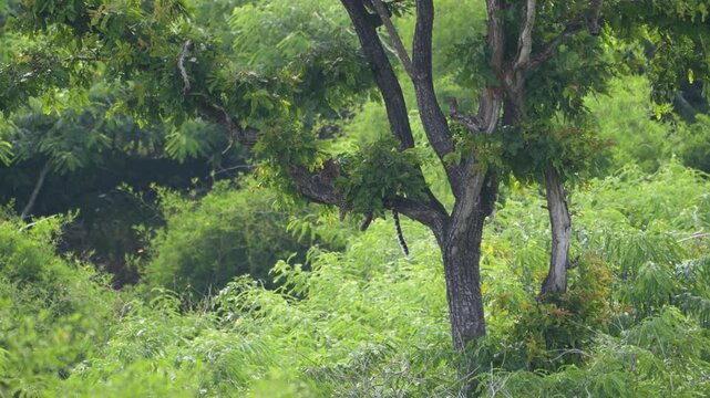 Indian Leopard barely visible in tree fork, Bandipur