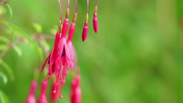 many fuchsias with their first pink blossoms, a bud and a flower with pistil, fuchsia blossoms swaying gently in the wind, green background, delicate petals, delicate pistils, fuchsia