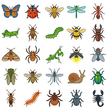 Collection of Various Insects and Bugs.