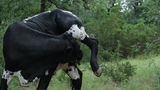 Crossbred beef cow scratching an itch close-up on a Texas farm