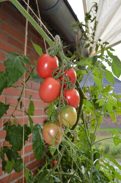 Truss of ripening Zipfelmuetze tomatoes on a terrace wall