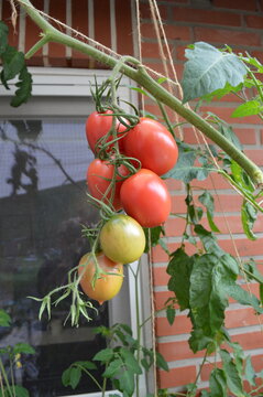 Zipfelmuetze tomato truss in front of a house window