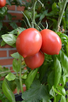 Three ripe Zipfelmuetze tomatoes among fresh basil