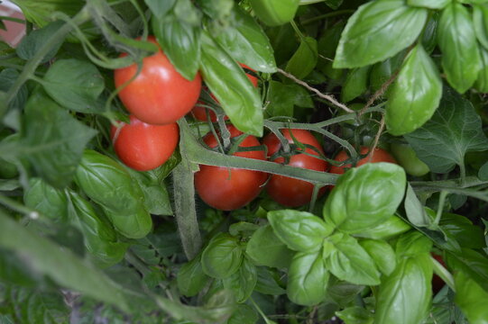Ripe Zipfelmuetze tomatoes among dense basil foliage