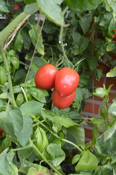 Zipfelmuetze tomatoes and basil sharing a patio container