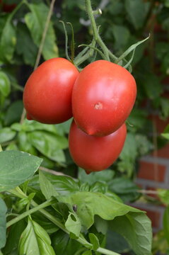 Three ripe Zipfelmuetze tomatoes hanging above basil
