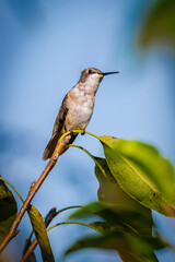female ruby-throated hummingbird © Terry Wieckert
