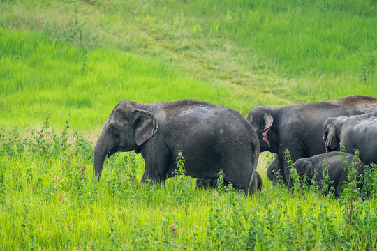 The Asian elephant (Elephas maximus) is a large mammal with a gray body and a long, protruding nose known as a trunk; the trunk of the Asian elephant features a single "finger"