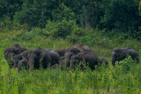 The Asian elephant (Elephas maximus) is a large mammal with a gray body and a long, protruding nose known as a trunk; the trunk of the Asian elephant features a single "finger"