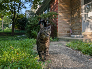 A watchful tabby stands on a sunlit garden path, framed by brick, stone, greenery and a quiet home, capturing the charm of an everyday neighborhood encounter.  KEYWORDS © Martin