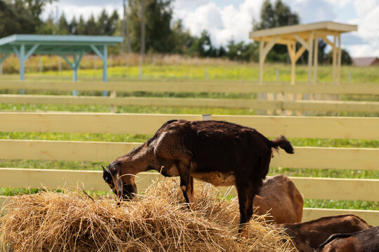 dark brown goat stands on top of a hay bale to feed while other animals rest below, showing natural climbing, foraging behavior, livestock enrichment and active farm life