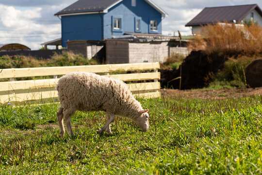 white sheep grazes in a sunlit pasture near country houses and a wooden fence, illustrating pastoral rural life, smallholding agriculture, local food systems and farm tourism