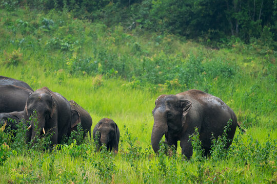 The Asian elephant (Elephas maximus) is a large mammal with a gray body and a long, protruding nose known as a trunk; the trunk of the Asian elephant features a single "finger"
