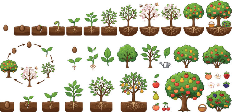 Fruit tree life cycle growth stages vector set with seeds sprout blossom and harvest elements