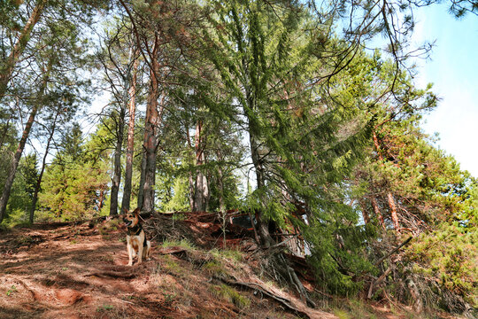 Forest edge on a hillock with a sitting dog on a bright sunny day, Perm region. Flora is the na-ture of a plant.