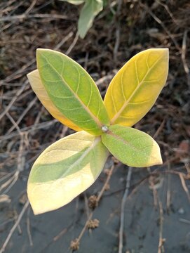 Gradation of cogon grass at the edge of the beach