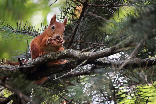 funny red squirrel sits on a spruce tree in the forest, gnawing on a nut against a blurred green backdrop of spruce branches on a warm, sunny day.  Autumn landscape. Wild animals close-up.