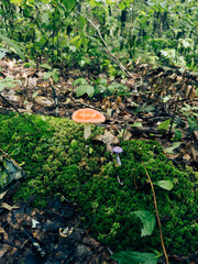 Mushrooms in the forrest © Catherine
